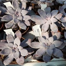 GRAPTOPETALUM PENTANDRUM SUPERBUM, image 