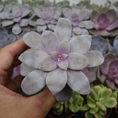 GRAPTOPETALUM PENTRANDRUM SUPERBUM, image , 3 image