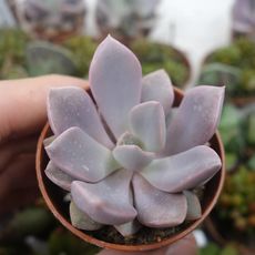 GRAPTOVERIA DEBBIE, image , 2 image