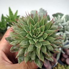 GRAPTOVERIA SILVER STAR, image 