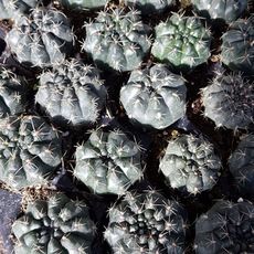 GYMNOCALYCIUM BALDIANUM, image 