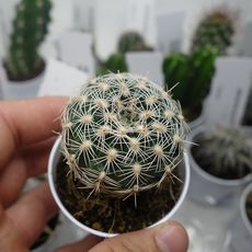 GYMNOCALYCIUM BRUCHII, image 