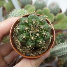 GYMNOCALYCIUM DAMSII, image _ab__is.image_number.default