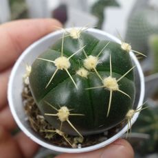 GYMNOCALYCIUM HORSTII, image , 2 image