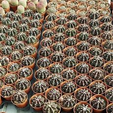 GYMNOCALYCIUM MIHANOVICHII, image , 5 image