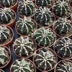 GYMNOCALYCIUM MIHANOVICHII, image _ab__is.image_number.default