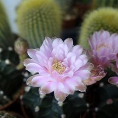 GYMNOCALYCIUM MIHANOVICHII, image , 2 image