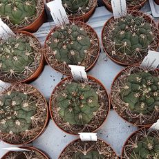 GYMNOCALYCIUM SAGLIONIS, image 