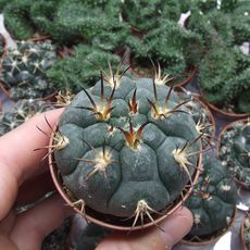 GYMNOCALYCIUM SAGLIONIS, image , 4 image