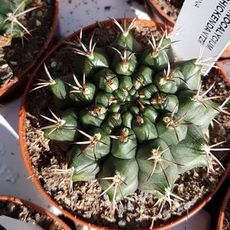 GYMNOCALYCIUM SEHICKENDANTZII, image 