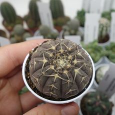 GYMNOCALYCIUM STELLATUM, image 