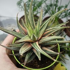 HAWORTHIA ATTENUATA VARIEGATA, image _ab__is.image_number.default