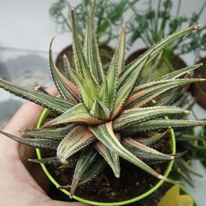 HAWORTHIA ATTENUATA VARIEGATA, image 