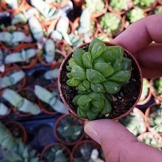 HAWORTHIA CYMBIFORMIS V. OBTUSA, image , 2 image