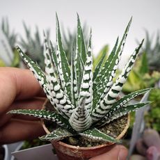 HAWORTHIA FASCIATA ALBA, image , 2 image