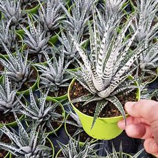 HAWORTHIA FASCIATA ALBA, image 