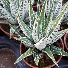 HAWORTHIA FASCIATA ALBA, image 