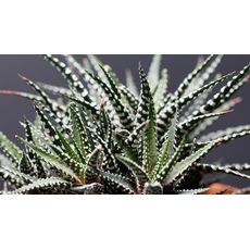 HAWORTHIA FASCIATA BIG BAND, image _ab__is.image_number.default