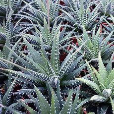 HAWORTHIA FASCIATA, image 