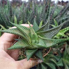 HAWORTHIA LIMIFOLIA, image , 2 image