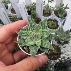 HAWORTHIA LIMIFOLIA SPIDER WHITE, image , 2 image