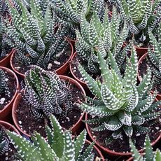 HAWORTHIA REINWARDTII, image 