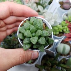 HAWORTHIA SUGAR PLUM, image 