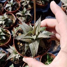 HAWORTHIA VENOSA V. TESSELLATA, image , 2 image