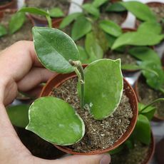 HOYA AUSTRALIS ALBOMARGINATA, image , 3 image