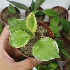 HOYA AUSTRALIS ALBOMARGINATA, image , 2 image