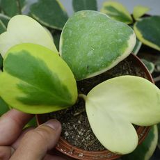 HOYA KERRI VARIEGATA, image _ab__is.image_number.default