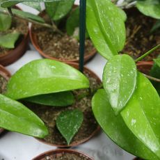 HOYA PUBICALYX RED, image 