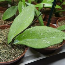 HOYA PUBICALYX RED, image 