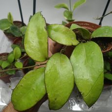 HOYA VITELLINA, image 