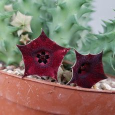 HUERNIA MACROCARPA, image _ab__is.image_number.default