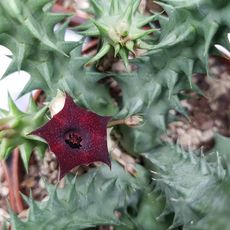 HUERNIA MACROCARPA, image _ab__is.image_number.default