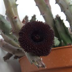 HUERNIA PENDULA, image , 2 image