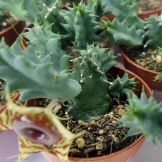 HUERNIA ZEBRINA, image 