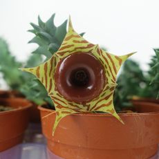 HUERNIA ZEBRINA, image , 2 image