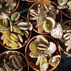 KALANCHOE HUMILIS, image _ab__is.image_number.default