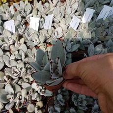 KALANCHOE TOMENTOSA, image _ab__is.image_number.default