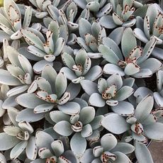 KALANCHOE TOMENTOSA, image _ab__is.image_number.default