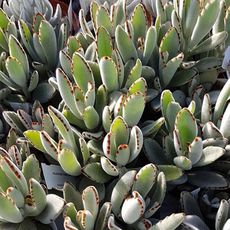 KALANCHOE TOMENTOSA, image 