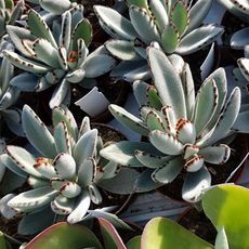 KALANCHOE TOMENTOSA, image , 2 image