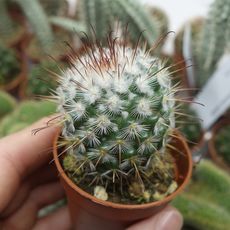 MAMMILLARIA BOMBYCINA, image , 3 image