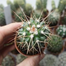 MAMMILLARIA COMPRESSA, image 