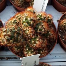 MAMMILLARIA ELONGATA COPPER KING, image 