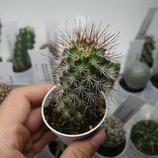 MAMMILLARIA FRAILEANA, image 