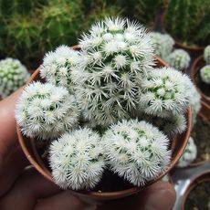 MAMMILLARIA GRACILIS ARIZONA SNOWCAP, image 