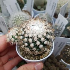 MAMMILLARIA GRACILIS, image , 5 image